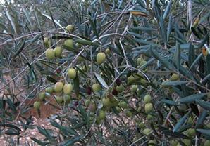 يعالج مرضا خطيرا.. اكتشاف فائدة غير متوقعة لورق الزيتون