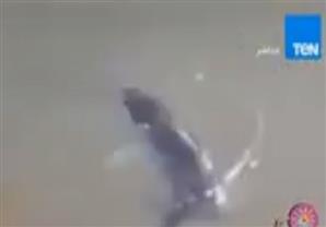 سمكة "فاقدة الذاكرة" لا تخشى الموت بعد محاولة إصطيادها عدة مرات