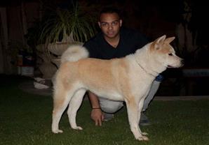 "أكيتا" .. كلب ياباني عظيم و"هاتشيكو يشهد" (فيديو وصور)