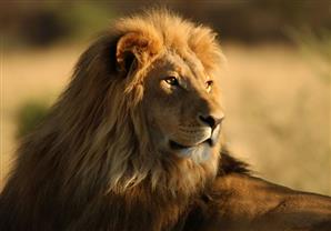 أسد يفترس سائحة أمريكية بجنوب أفريقيا.. وإدارة حديقة الحيوان: لن نعدمه (فيديو)