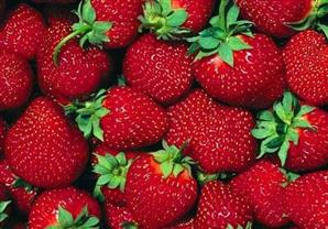 موقع أمريكي يزعم: انتشار التهاب الكبد الوبائي في ولاية أمريكية بسبب فراولة مصرية