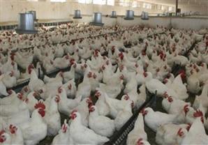 شعبة الدواجن: ''ذبح الحمير'' وراء عدم انخفاض أسعار الدواجن في رمضان
