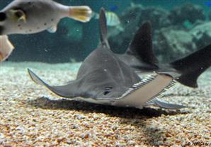 "توالد عذري" لنوع نادر من الأسماك المهددة بالانقراض