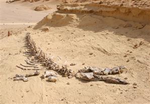 خالد فهمي: البيئة المصرية ليست قمامة وتلوث فقط ولكن بها اكتشافات علمية