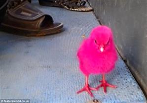 صور وفيديو-لعب الأطفال في تايلاند..كتاكيت حية ملونة في أكياس بلاستيك 