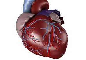  قلب مريض استمر ينبض لمدة نصف ساعة بعد إزالته من جسمه