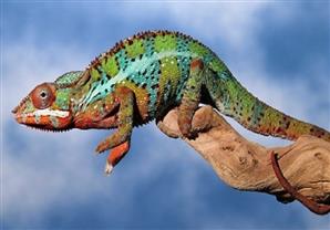 شاهد الحرباء عندما تلعب بقاعات الصابون