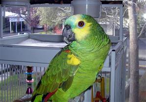 الشرطة الهندية تستدعي "ببغاء" متهم بـ"سوء السلوك" !