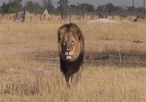 رئيس زيمبابوي يُحّمِل المخربين الأجانب مسؤولية مقتل "سيسيل"