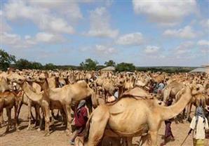 الصحة السعودية: حظر الإبل بالمشاعر لمحاصرة ''كورونا'' في الحج ودراسة منعها