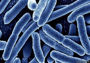 ما سر الأهمية القصوى للمضادات الحيوية؟