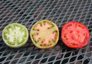 احذر تناول الطماطم غير الناضجة!