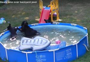 بالفيديو – يستيقظ ليجد دبة وأطفالها يحتلون حديقة منزله