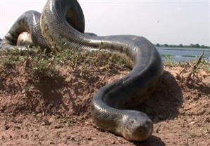 بالفيديو- شاهد عيان يروى تفاصيل ظهور "اناكوندا" بالشرقية.. وخبير زواحف ينفي