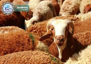 هل يجوز توزيع قيمة الأضحية نقداً على الفقراء؟.. تعرف على رد الأزهر للفتوى