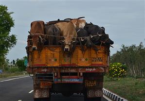 نصائح الأطباء البيطريين لنقل الأضحية والعناية بها قبل الذبح