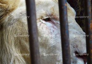 الأسد "حسين فهمي".. الوسيم الذي يجذب زوار حديقة الحيوان (صور)