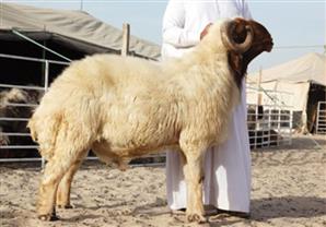 كيف نقسم الأضحية؟