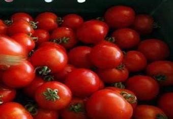 أسعار الطماطم "نار تكوي جيوب المصريين".. وتاجر يوضح أسباب الارتفاع