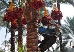 5 أسباب صحية تُدفعك لتناول البلح يومياً