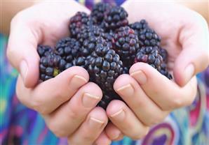 مستخرجات طبيعية من التوت الأزرق لعلاج أمراض اللثة