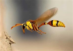 سم الدبابير يقتل الخلايا السرطانية
