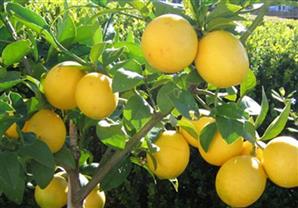 الصحة: زراعة أشجار ليمون وزيتون وتين في مستشفيات الحميات والصدر