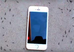 بالفيديو.. نملة تتحدي "الأيفون"