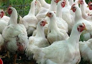 نقيب البيطريين: الطيور بها سرطان ولا ينتقل للإنسان