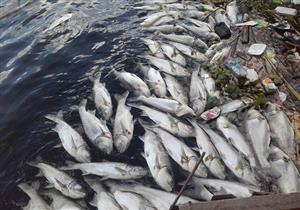 بعد نفوق أطنان الأسماك.. 8 ملفات بيئية أمام البرلمان