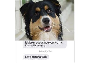 بالصور- تطبيق جديد يُترجم نِباح "الكلاب" إلى كلام