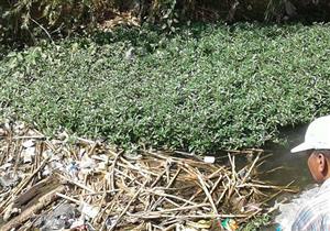 كثافة لقواقع"الليمنيا" المسببة لـ"الفاشيولا" الكبدية بترع بني سويف