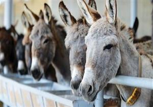 حقائق قد لا تعرفها عن الحمير