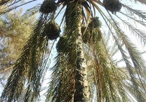 تفحم مزرعة للنخيل على مساحة نصف فدان بالوادي الجديد