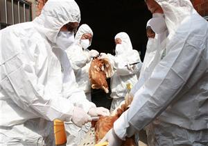 العثور على أول إصابة بأنفلونزا الطيور لدى بط داجن في الدنمارك