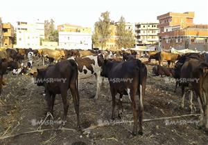 التموين: استيراد 78 ألف ماشية من السودان لطرحها بـ75 جنيهًا في المجمعات
