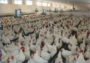 منتجي الدواجن: قفزة في أسعار خامات الأعلاف بالأسواق 