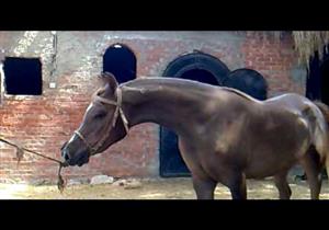 بعد توقف 6 سنوات.. الاتحاد الأوروبي يوافق على استيراد الخيول المصرية