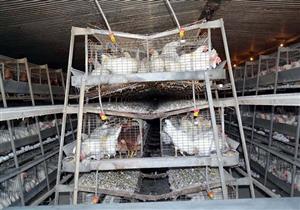 منتجو الدواجن بالمنيا: قرار رفع الجمارك "يسحق" الصناعة المحلية 