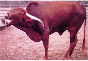 اكتشاف حالة مصابة بـ"سُعار البقر" في الوادي الجديد 