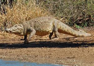 وزير البيئة يكشف لمصراوي مشروع للاستفادة من التماسيح: "هنبيع الواحد بـ400 دولار"