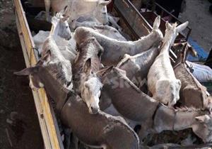 بالصور.. ضبط سيارة نقل محملة بـ 20 حمارًا في طنطا