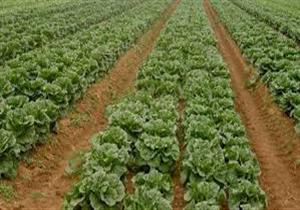 الوادي الجديد تبدأ وقف تحصيل الضريبة العقارية على الزراعات