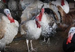 إعدام 10 آلاف ديك رومي في مزرعة ألمانية بسبب إنفلونزا الطيور 