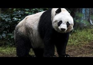 وفاة أكبر باندا في العالم عن عمر 31 عاما بعد الإصابة بالسرطان 