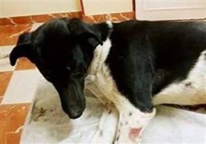 الطبيب المعالج للكلبة "اناستازيا" يكشف مفاجأة عن الواقعة 