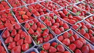 الشيكولاتة والفراولة المجمدة في الصدارة.. صادرات المواد الغذائية تسجل 2.432 مليار دولار 