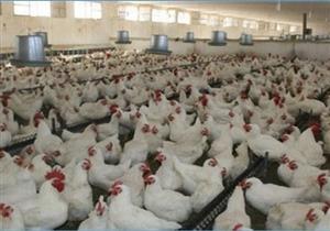 "منتجي الدواجن": 400 جنيه زيادة في سعر طن الأعلاف رغم انخفاض الخام