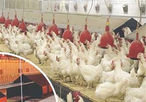 أصحاب مزارع الدواجن بالوادي الجديد يطالبون الحكومة بالتدخل للسيطرة علي الأعلاف