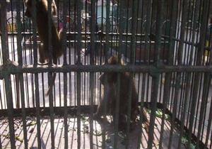 حديقة الحيوان تعرض حالة القرد زيكو.. "يمر بخطة إعادة تأهيل"